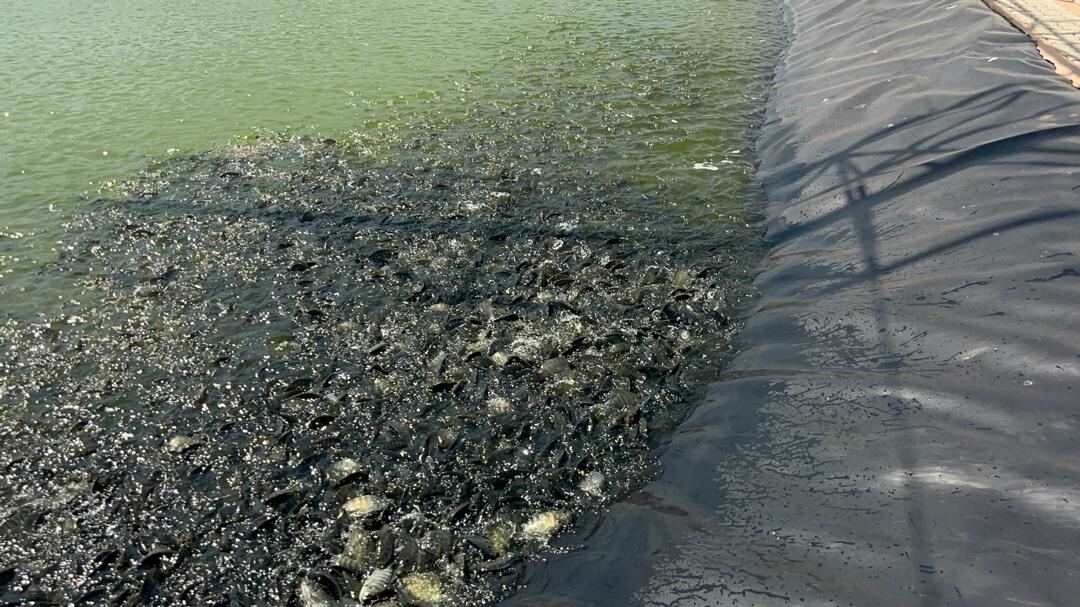A lined pond stocked with fish