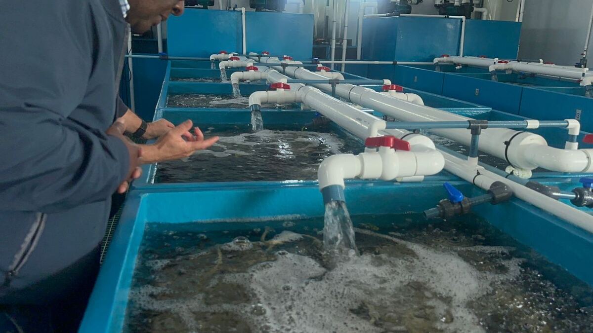 Aerated tanks at a Tru Africa fish farming facility