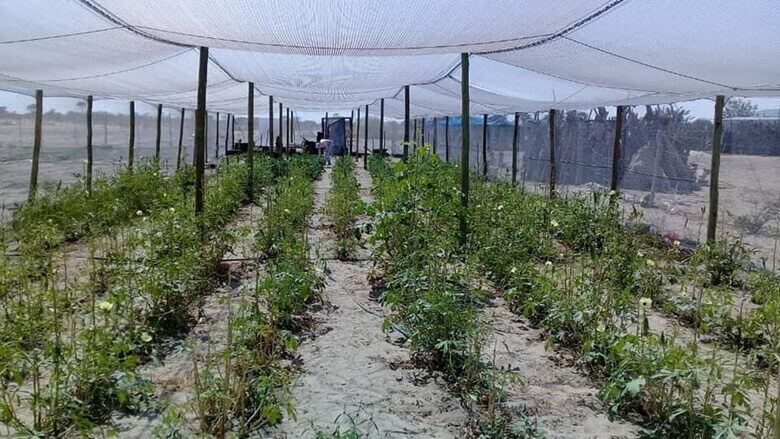 Crops growing under shade net at the Ongandjera greenhouse