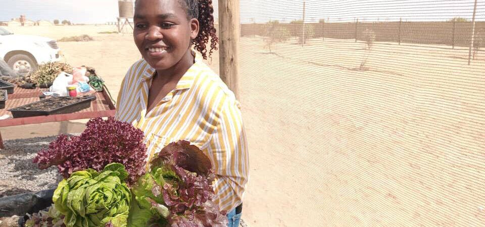 A harvest of leafy greens from the greenhouse