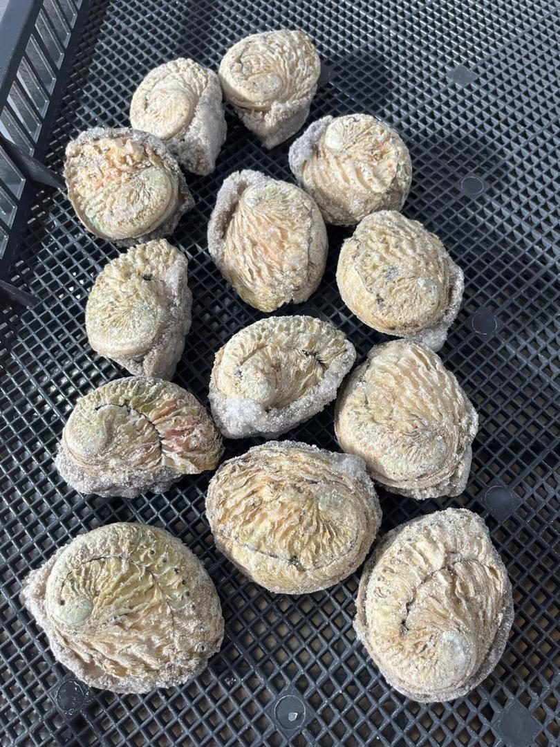 Frozen abalone ready for shipping