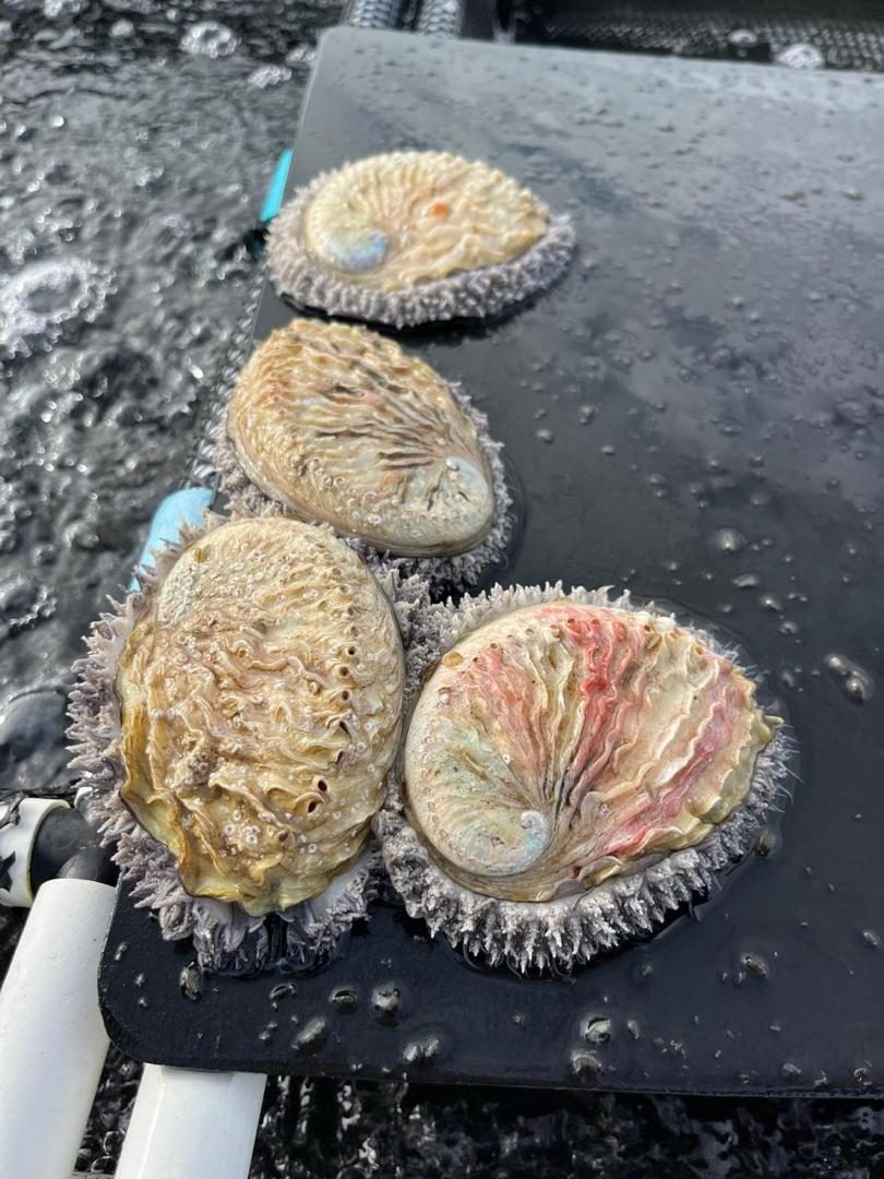Abalone being graded