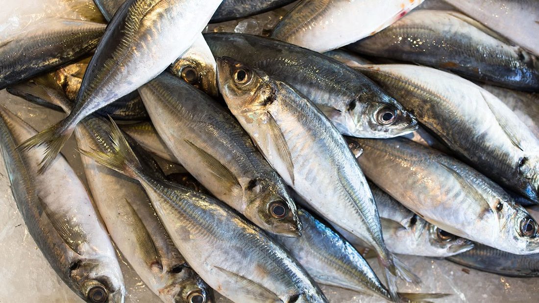 Horse mackerel of the kind the group trades
